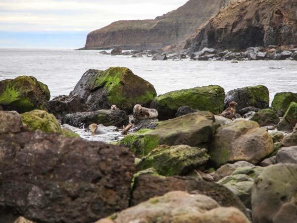 Honey Bee Cottage Scarborough Dış mekan fotoğraf